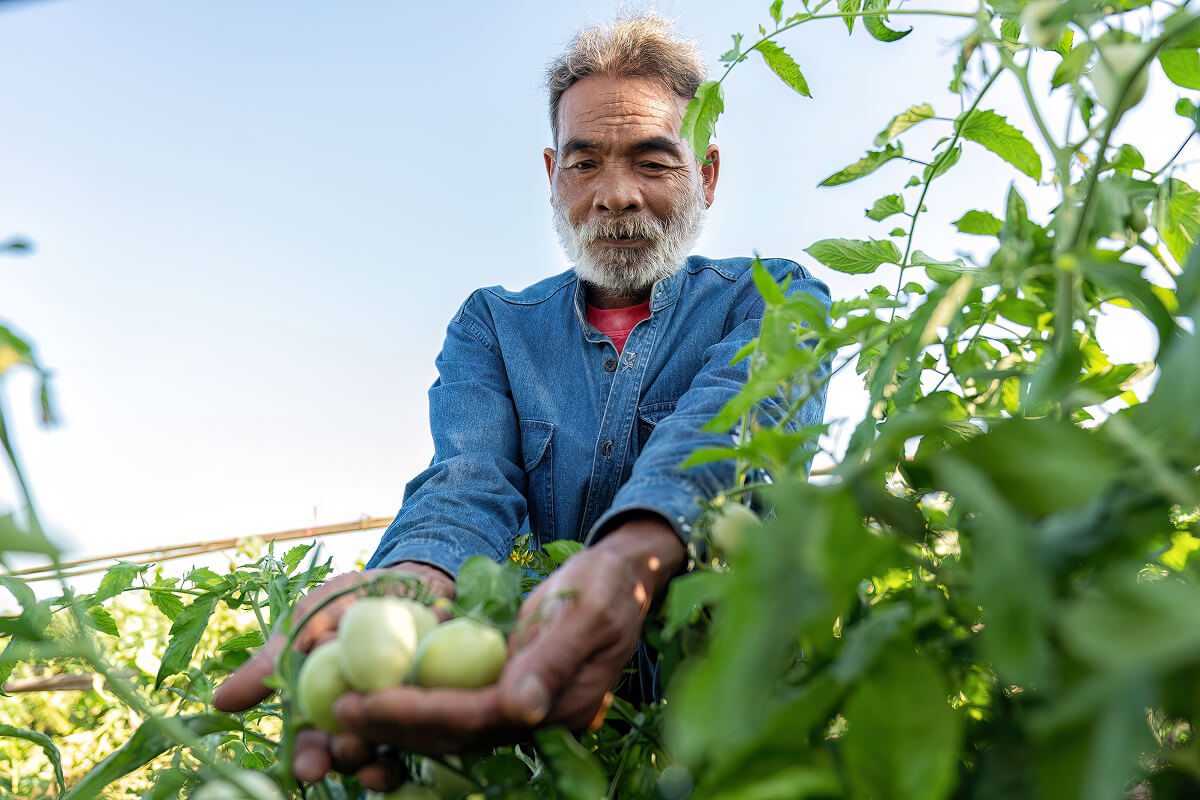 farmer-plantation-proud-look-growth-of-tomato-on-s-DPU859F